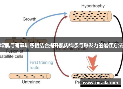 增肌与有氧训练相结合提升肌肉线条与爆发力的最佳方法